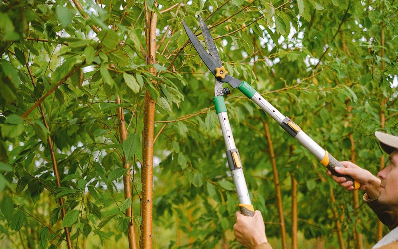Tree trimming in Dalton, NY